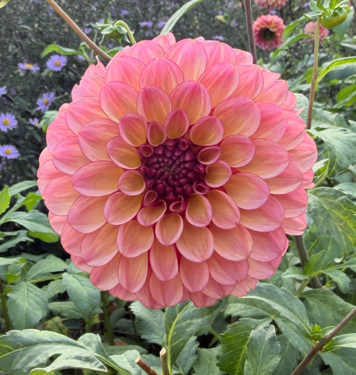Pink dahlia flower